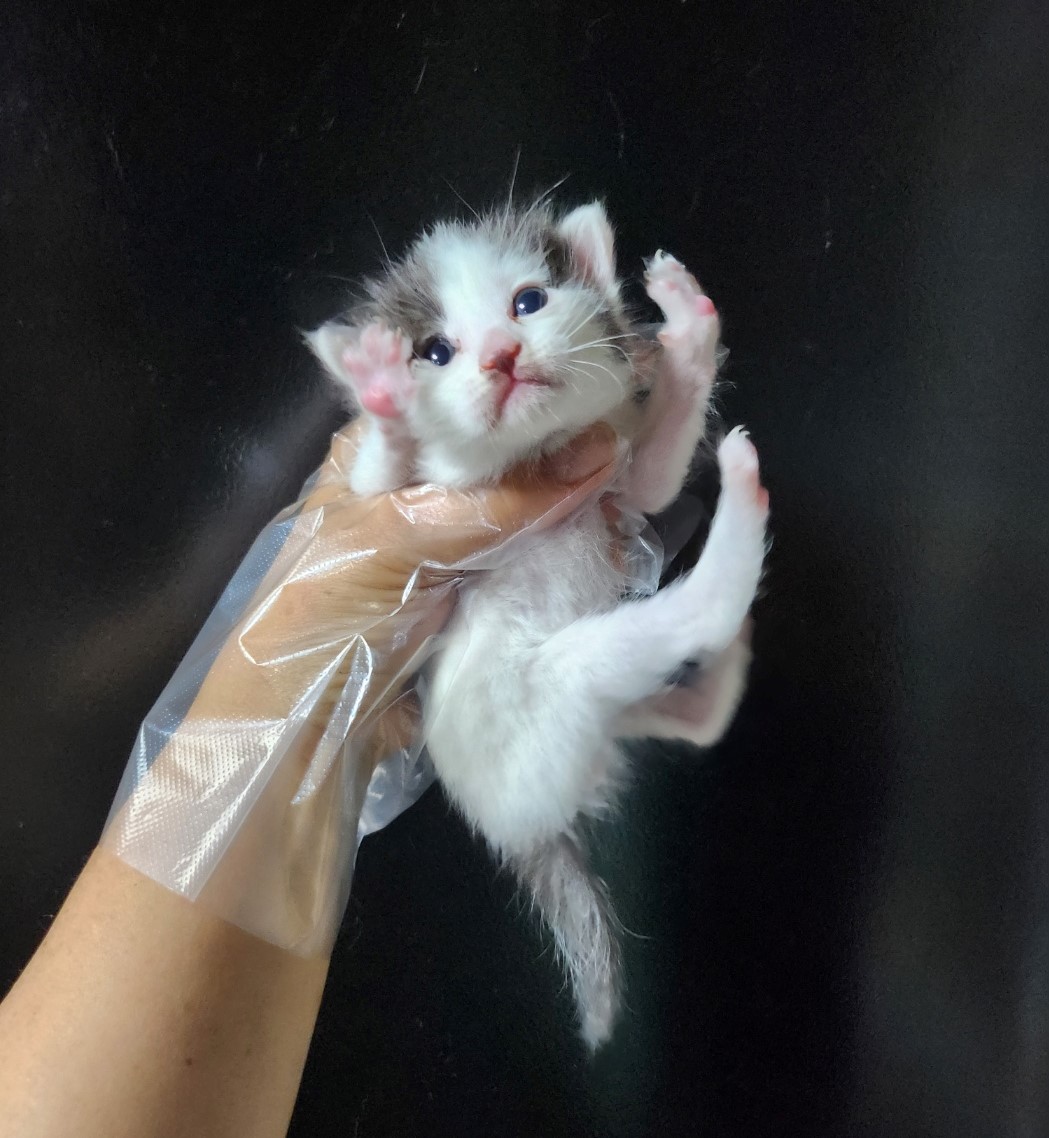 한국 고양이 이미지 파일 입니다.