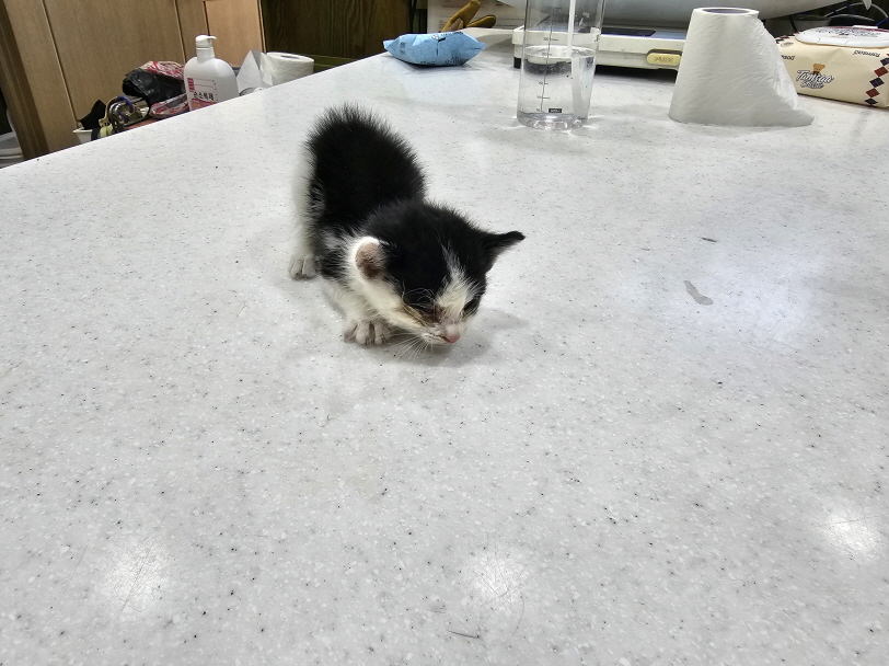 한국 고양이 이미지 파일 입니다.