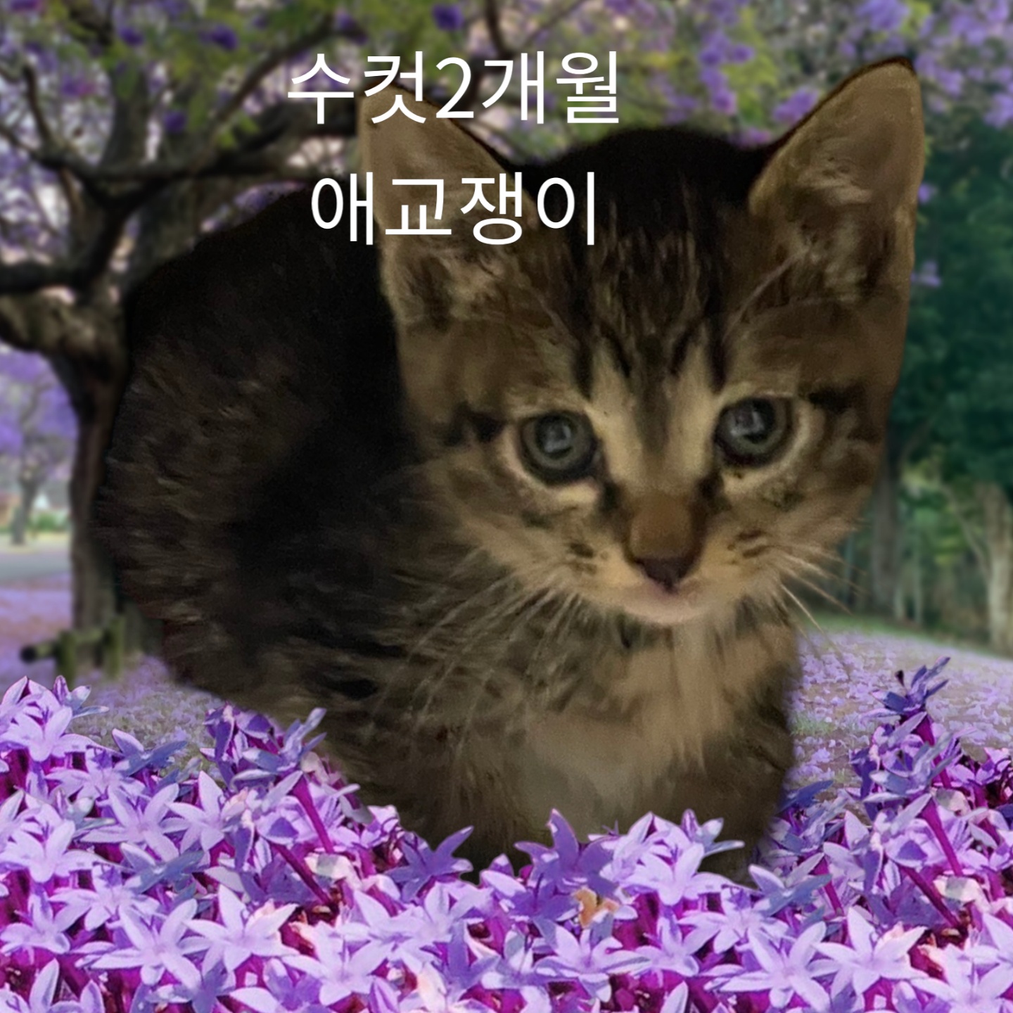 한국 고양이 이미지 파일 입니다.