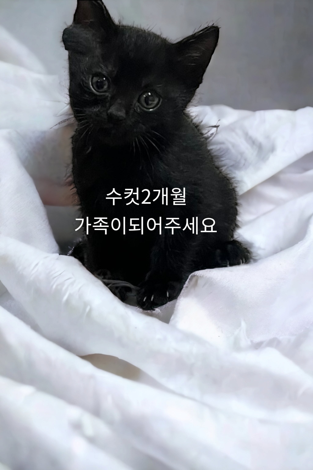 한국 고양이 이미지 파일 입니다.