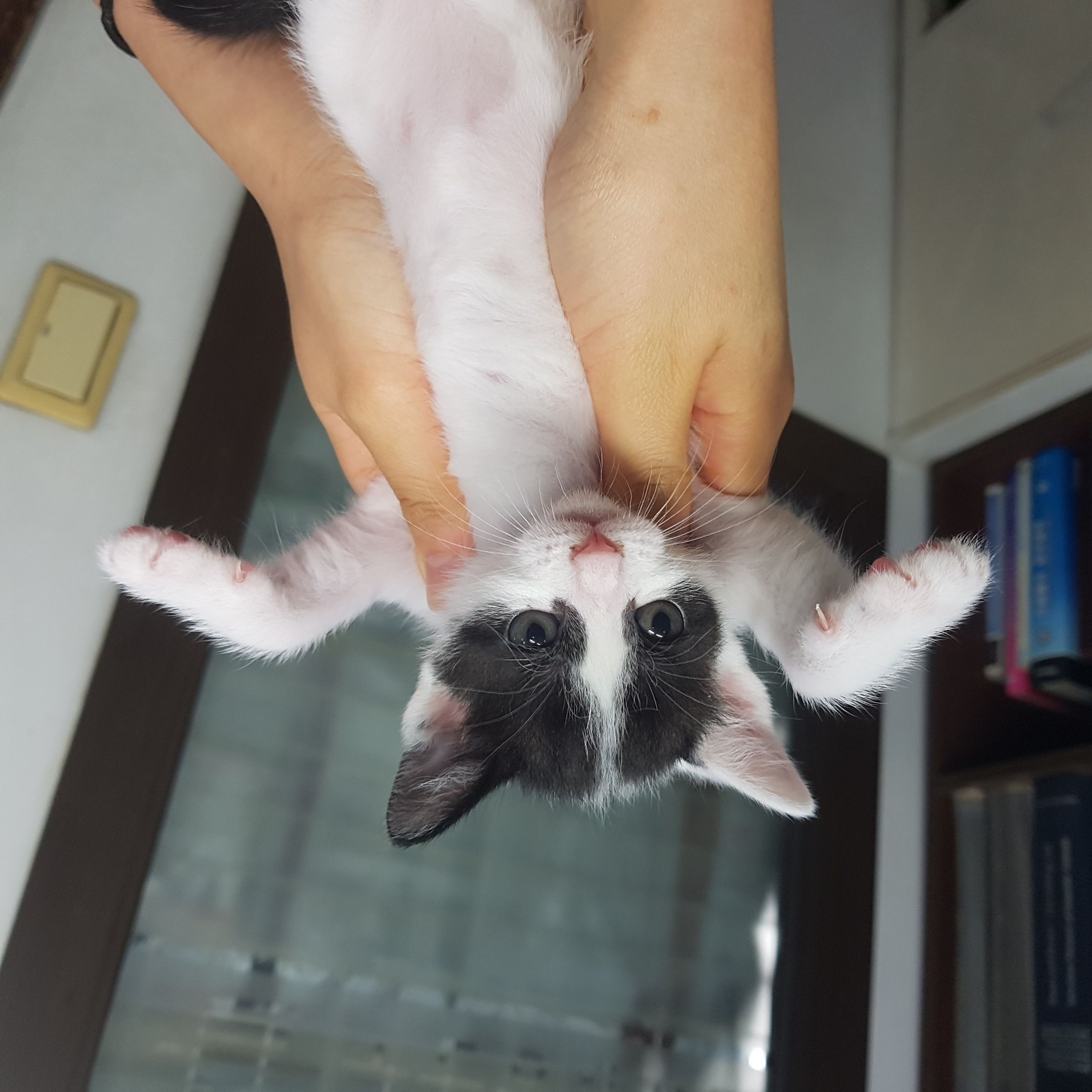한국 고양이 이미지 파일 입니다.