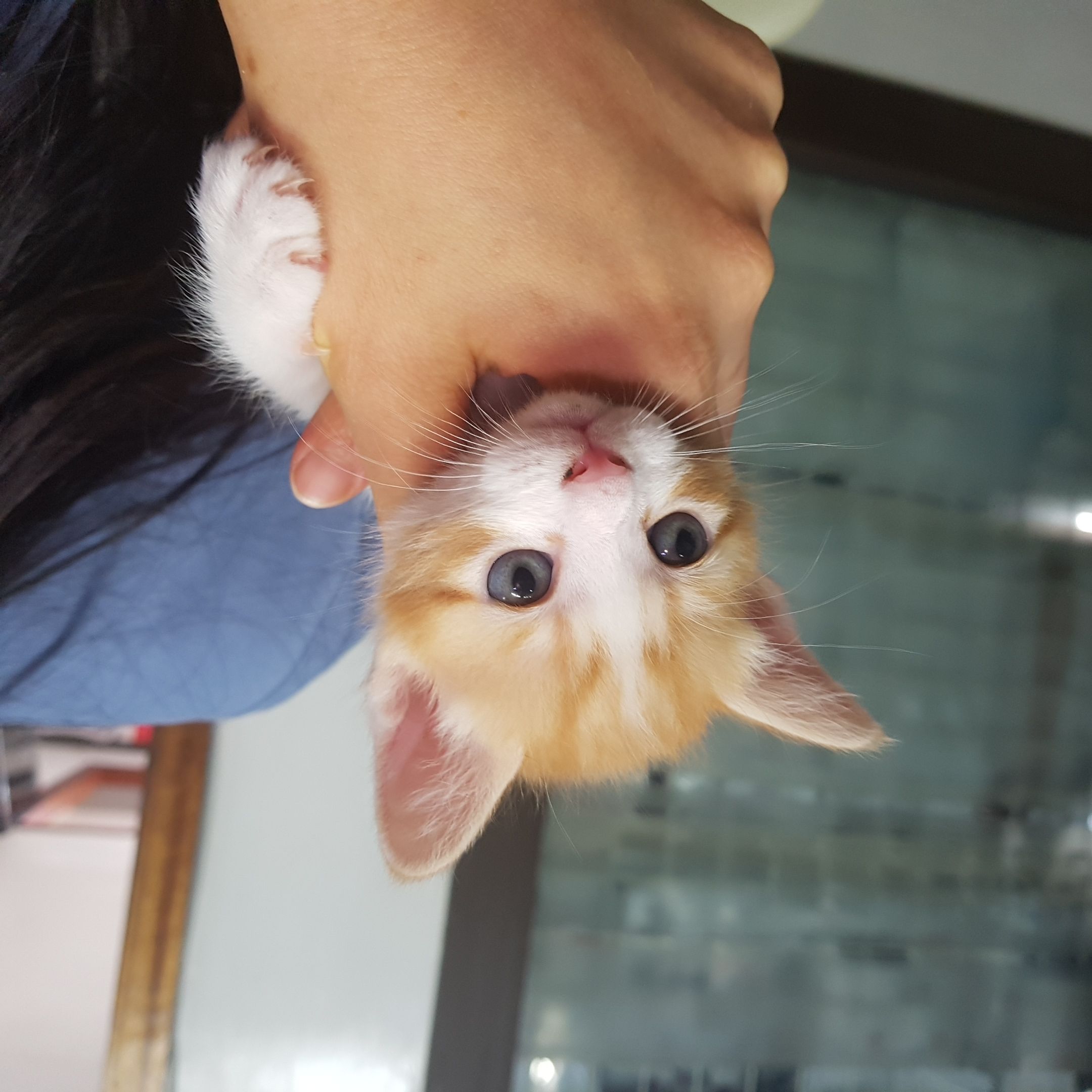 한국 고양이 이미지 파일 입니다.