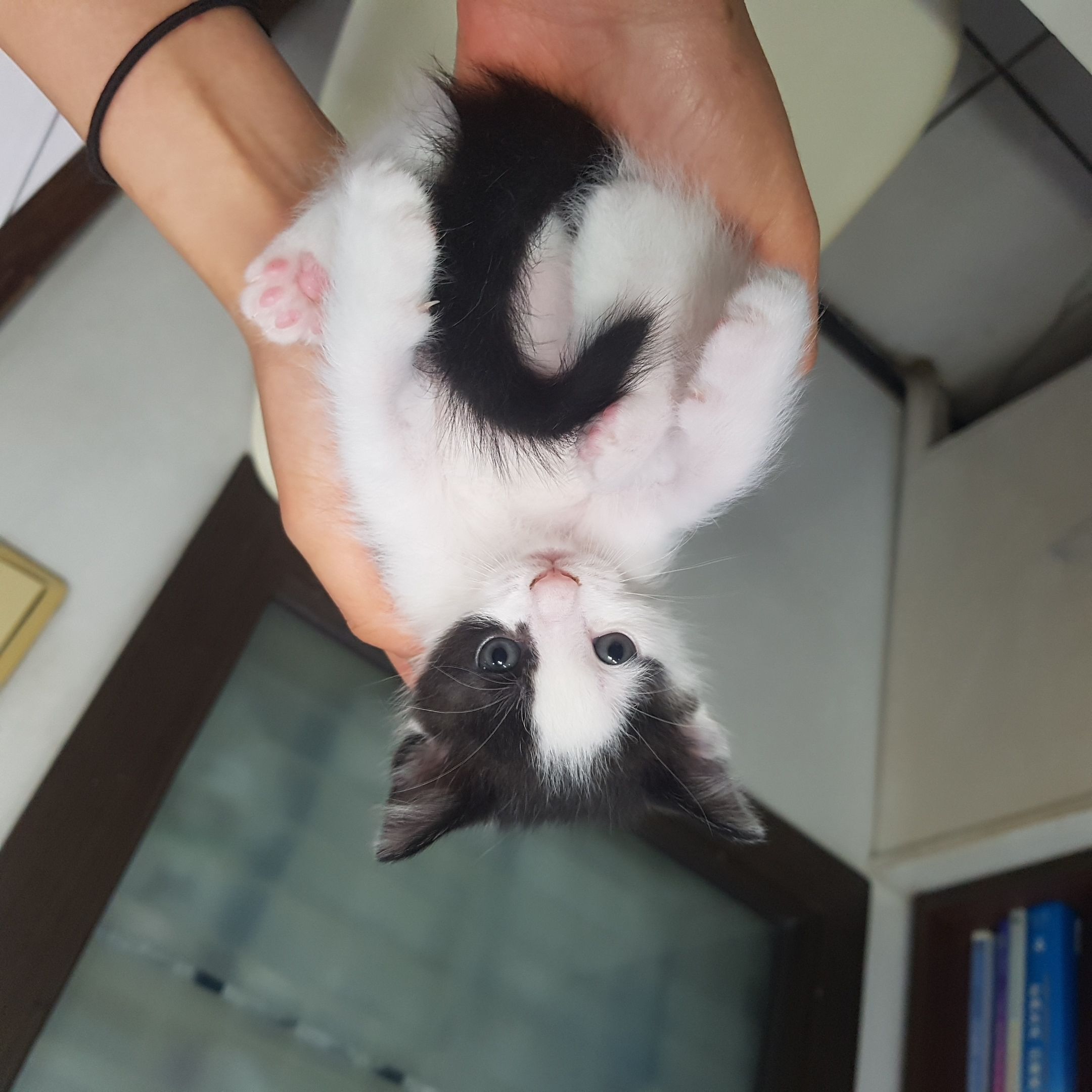 한국 고양이 이미지 파일 입니다.