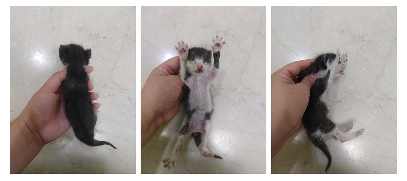 한국 고양이 이미지 파일 입니다.