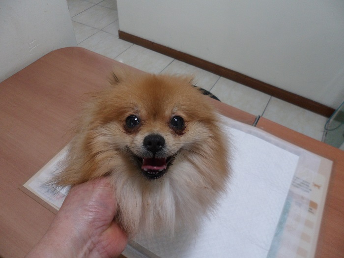 포메라니안 이미지 파일 입니다.
