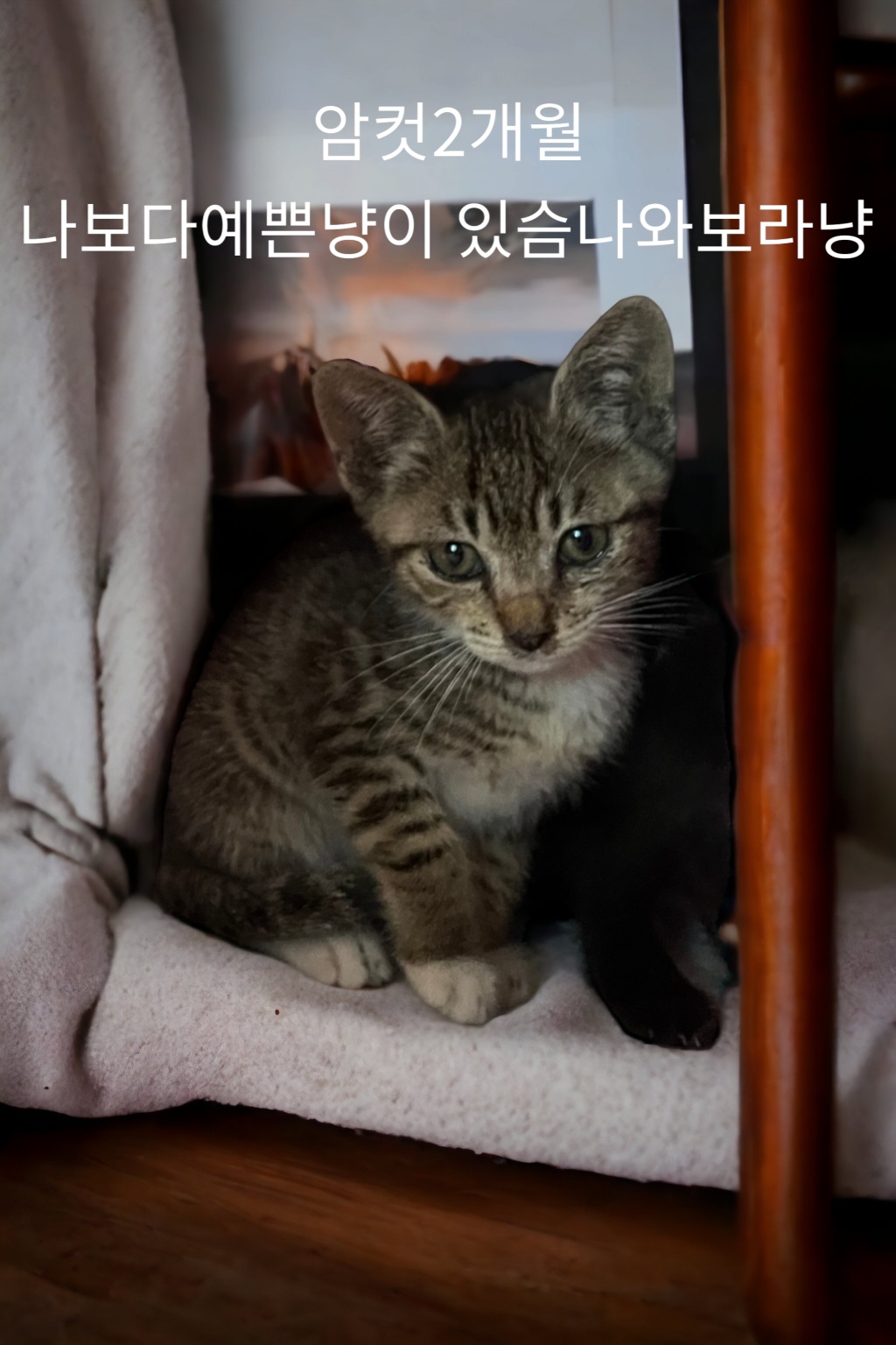 한국 고양이 이미지 파일 입니다.