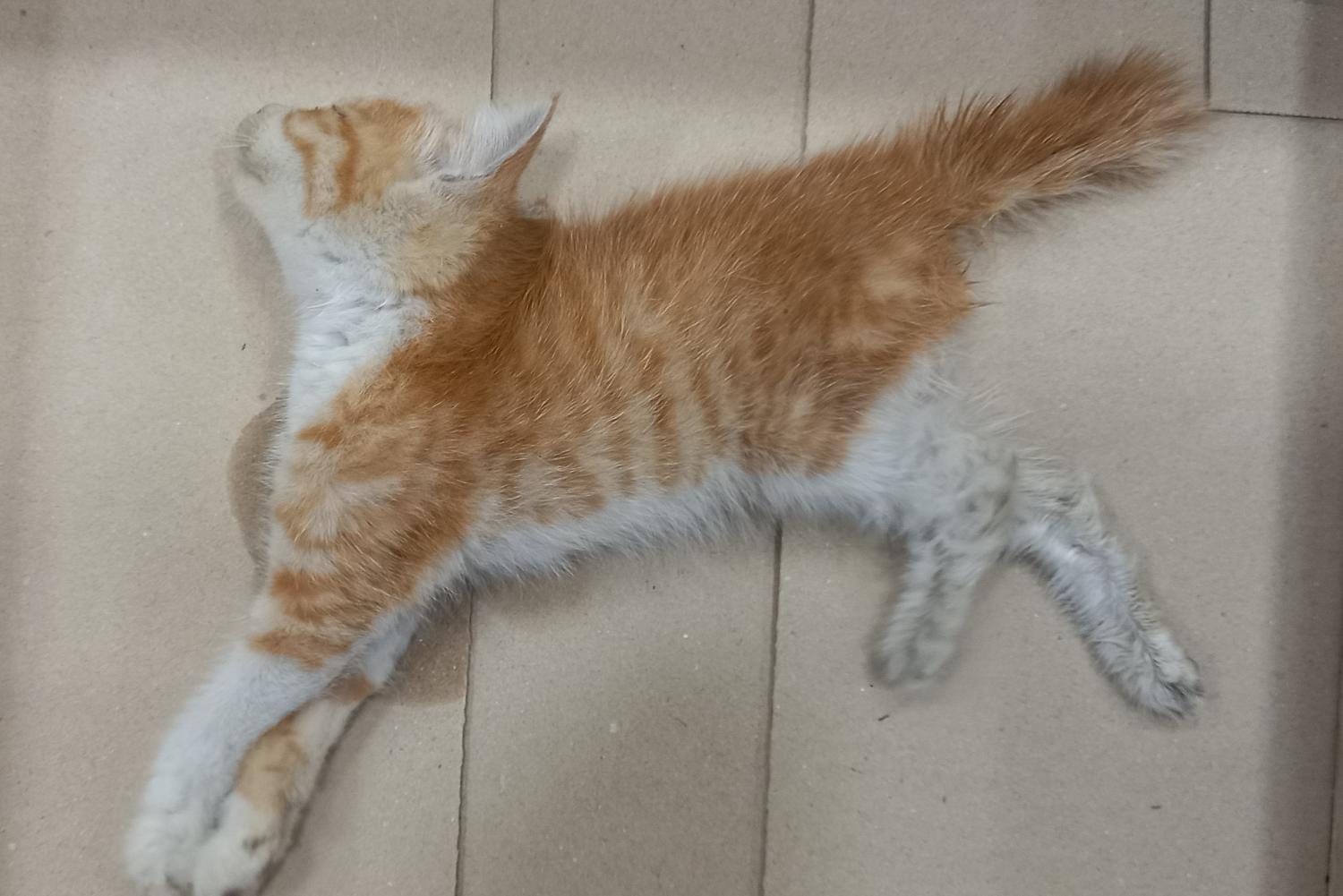 한국 고양이 이미지 파일 입니다.
