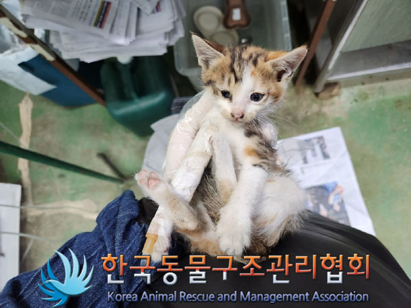 한국 고양이 이미지 파일 입니다.