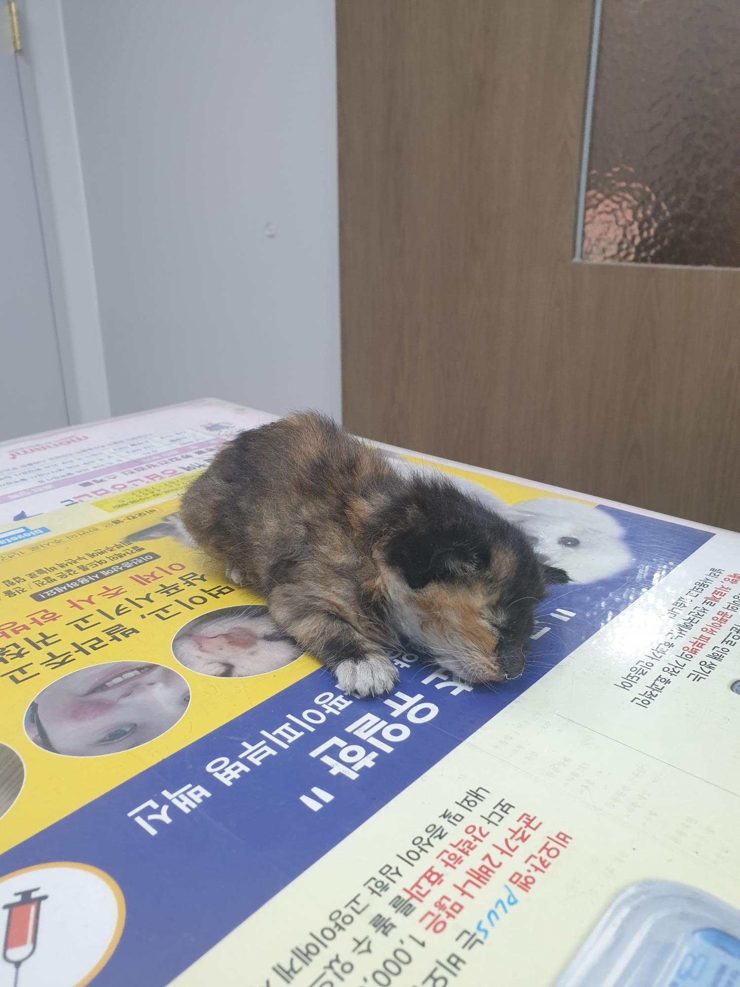 한국 고양이 이미지 파일 입니다.