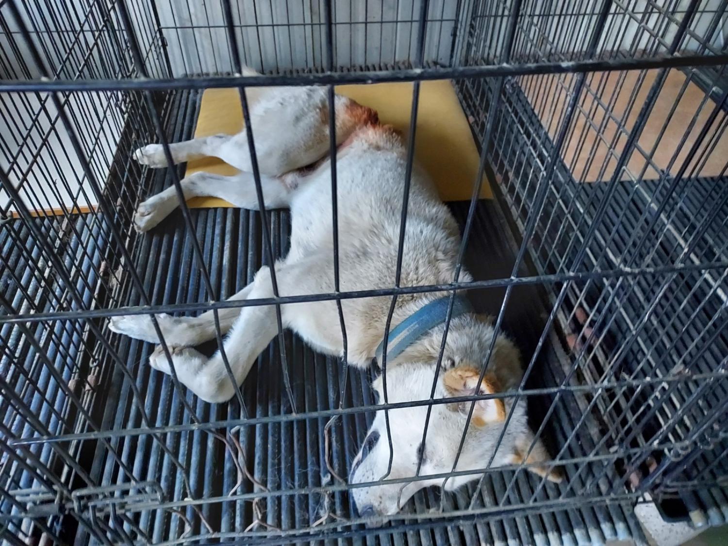 믹스견 이미지 파일 입니다.