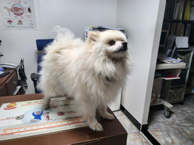포메라니안 이미지 파일 입니다.
