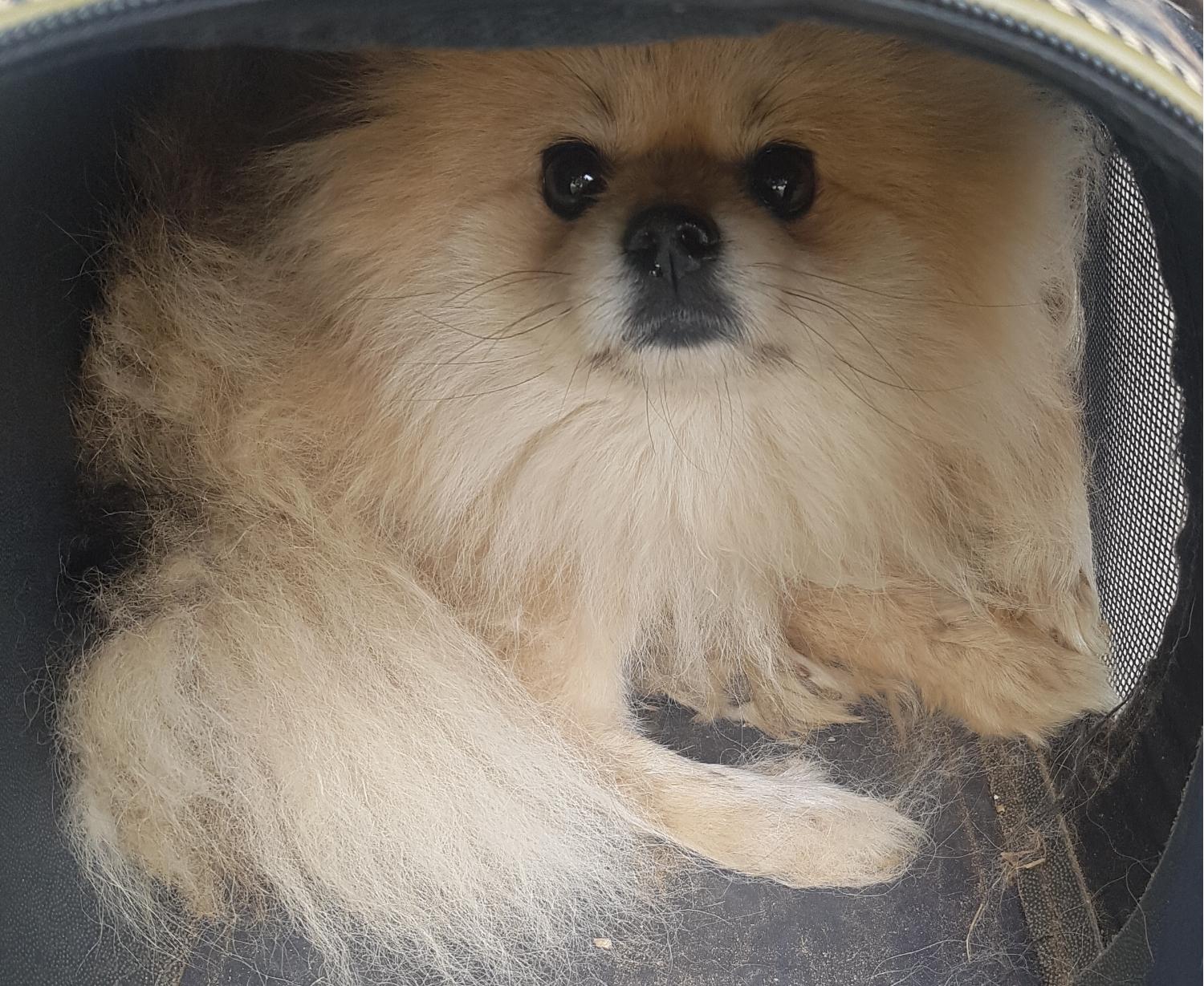포메라니안 이미지 파일 입니다.