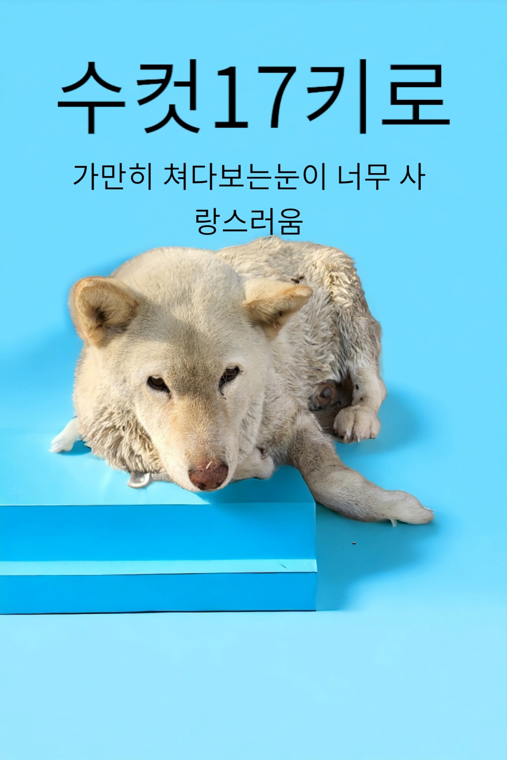 딩고 이미지 파일 입니다.