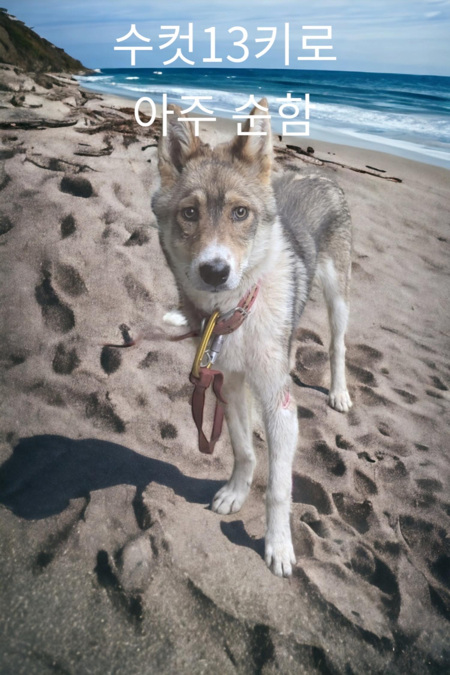 시베리안 허스키 이미지 파일 입니다.