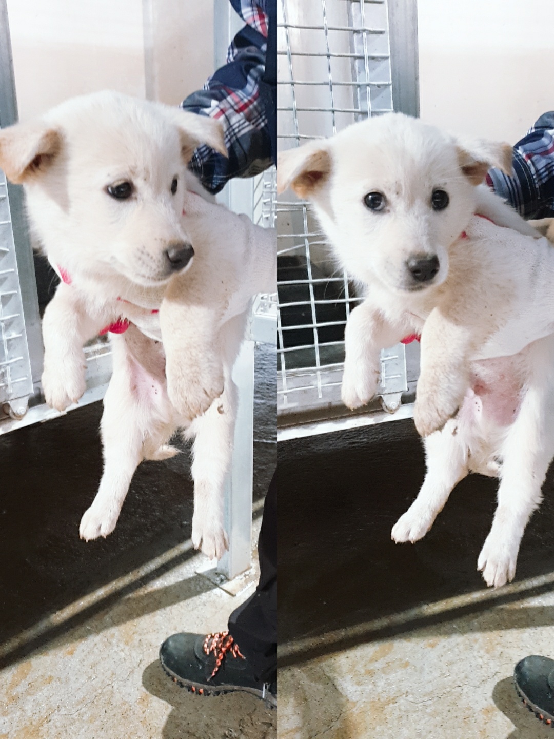 믹스견 이미지 파일 입니다.