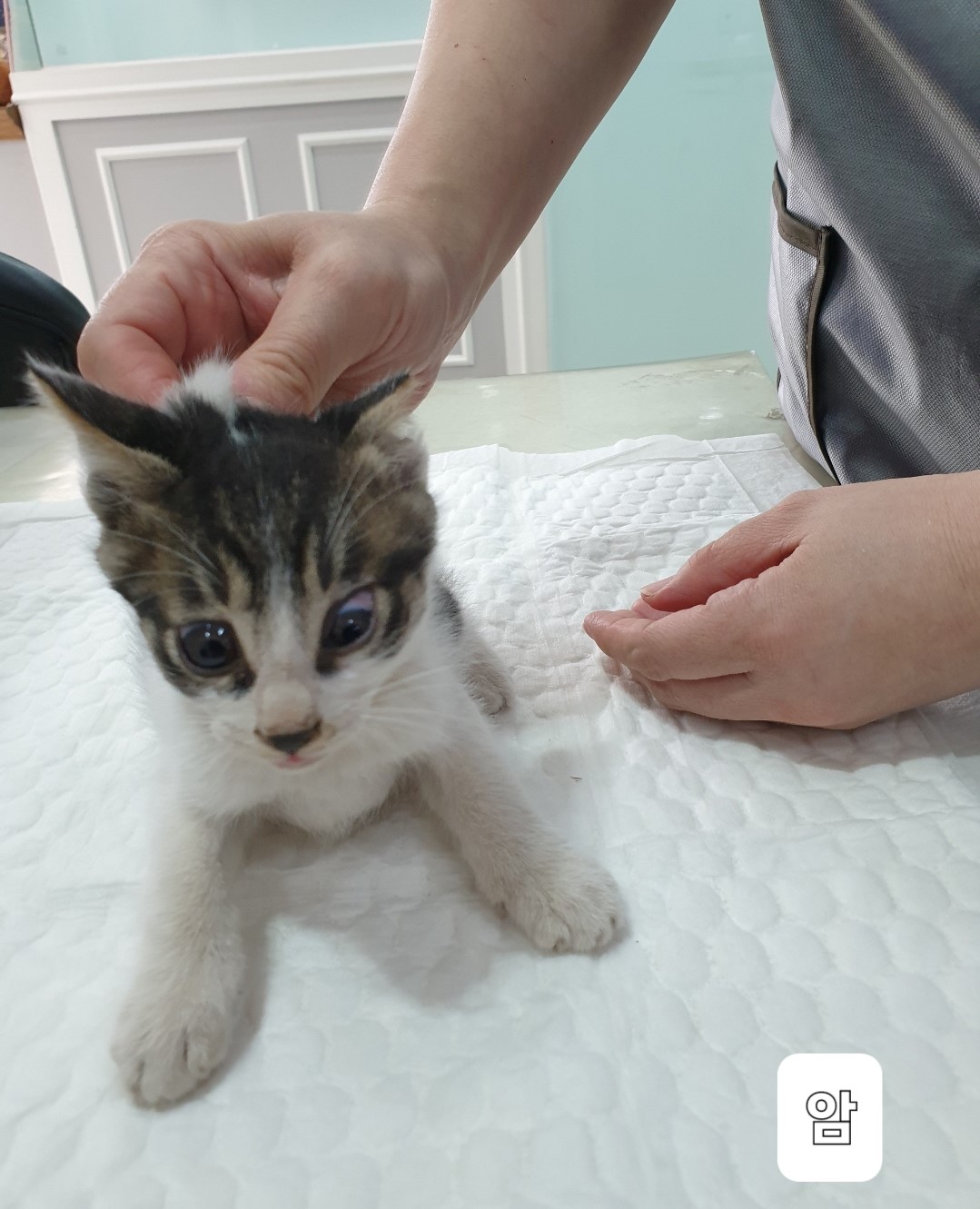 한국 고양이 이미지 파일 입니다.