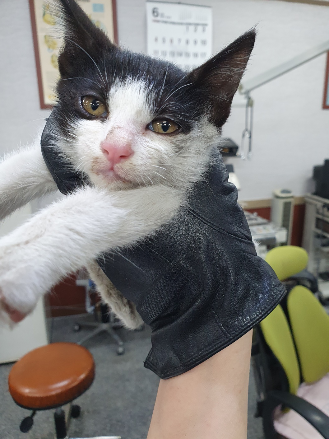 한국 고양이 이미지 파일 입니다.