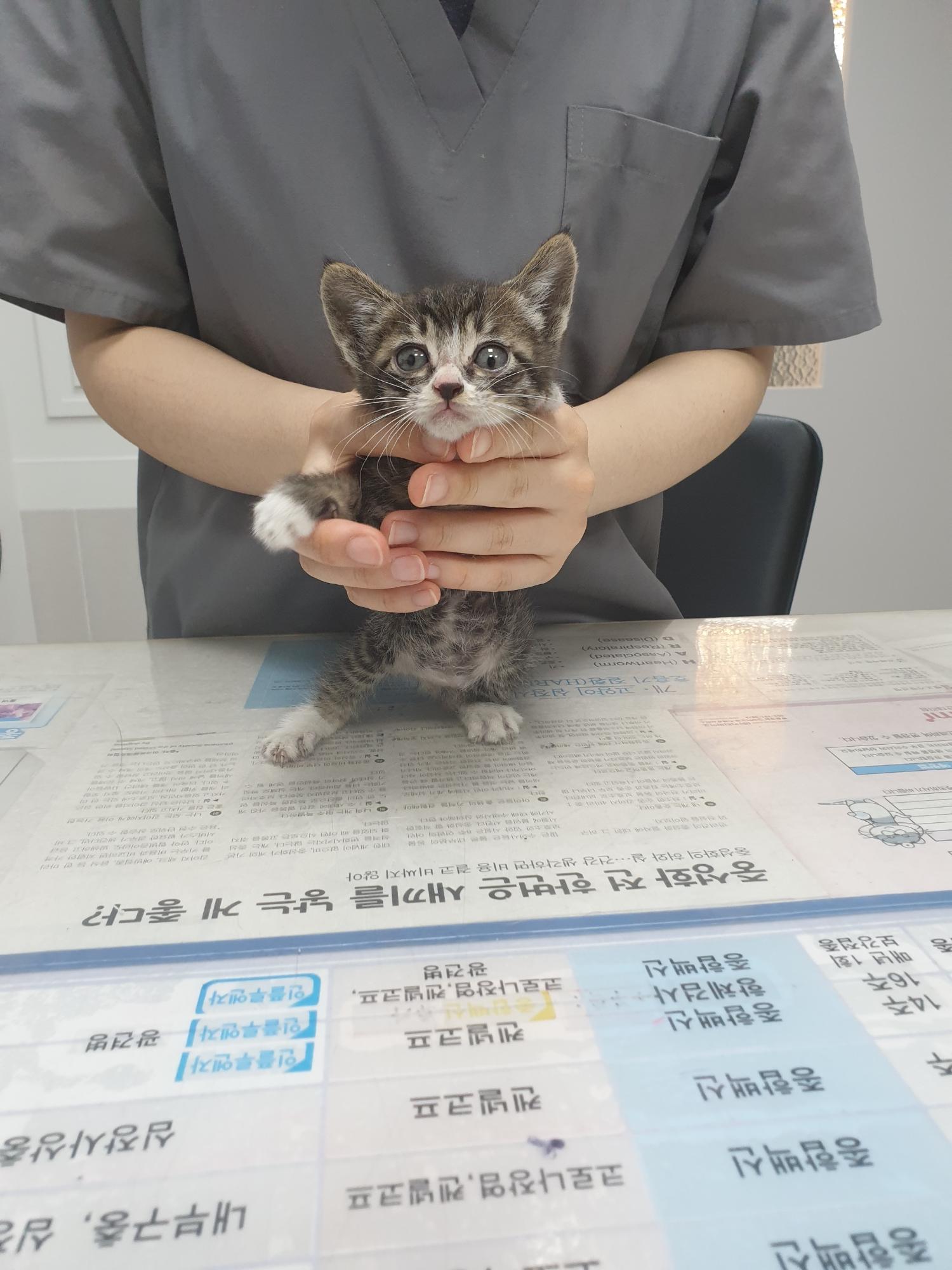 한국 고양이 이미지 파일 입니다.