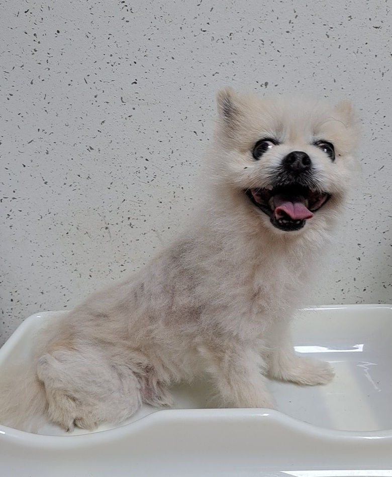 포메라니안 이미지 파일 입니다.