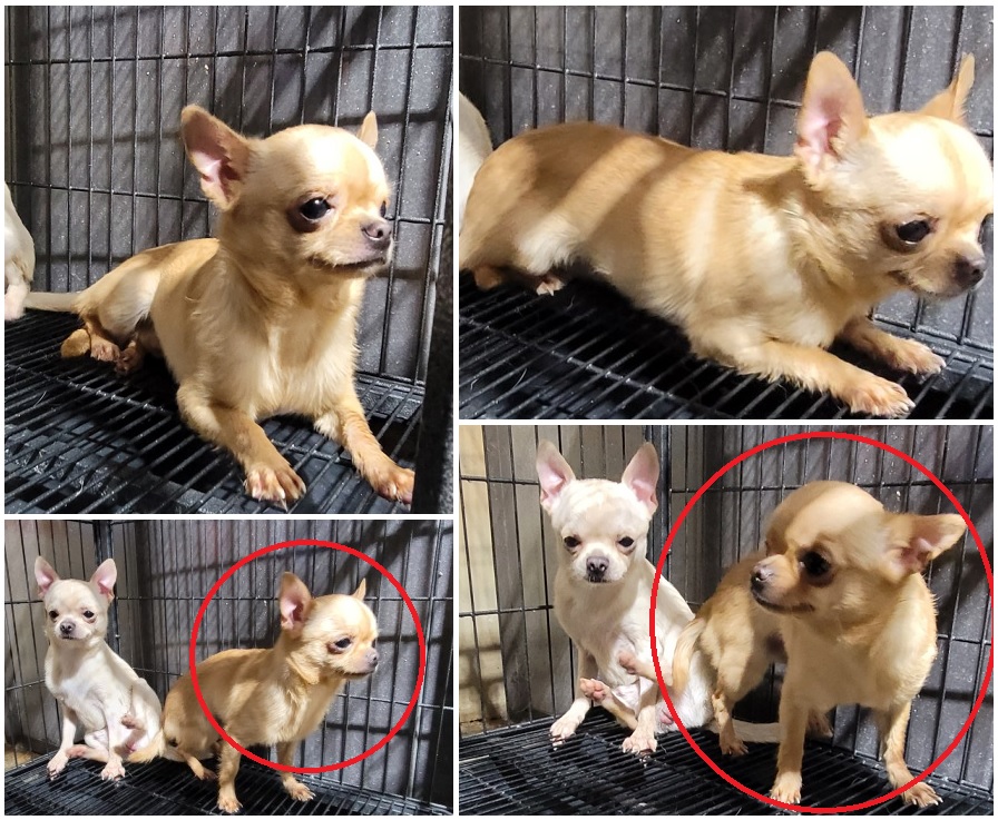 포메라니안 이미지 파일 입니다.