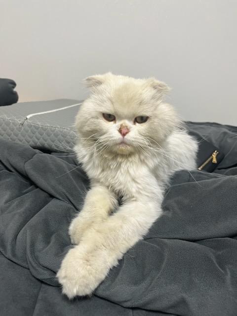 스코티시폴드 이미지 파일 입니다.