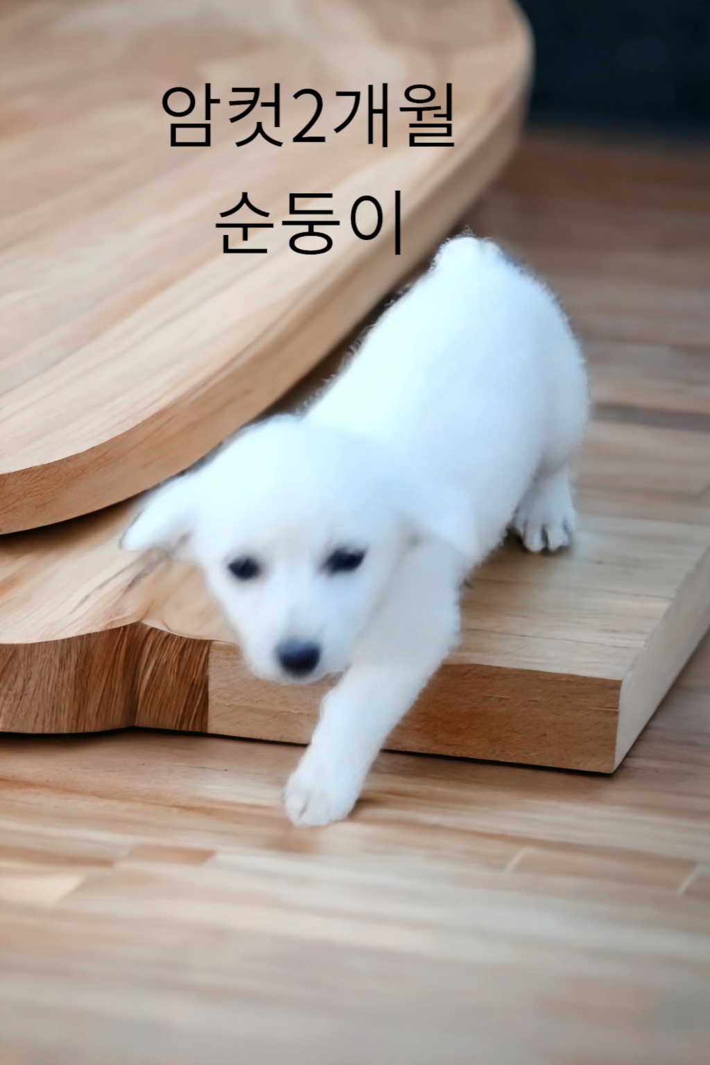 최와와믹스견 이미지 파일 입니다.
