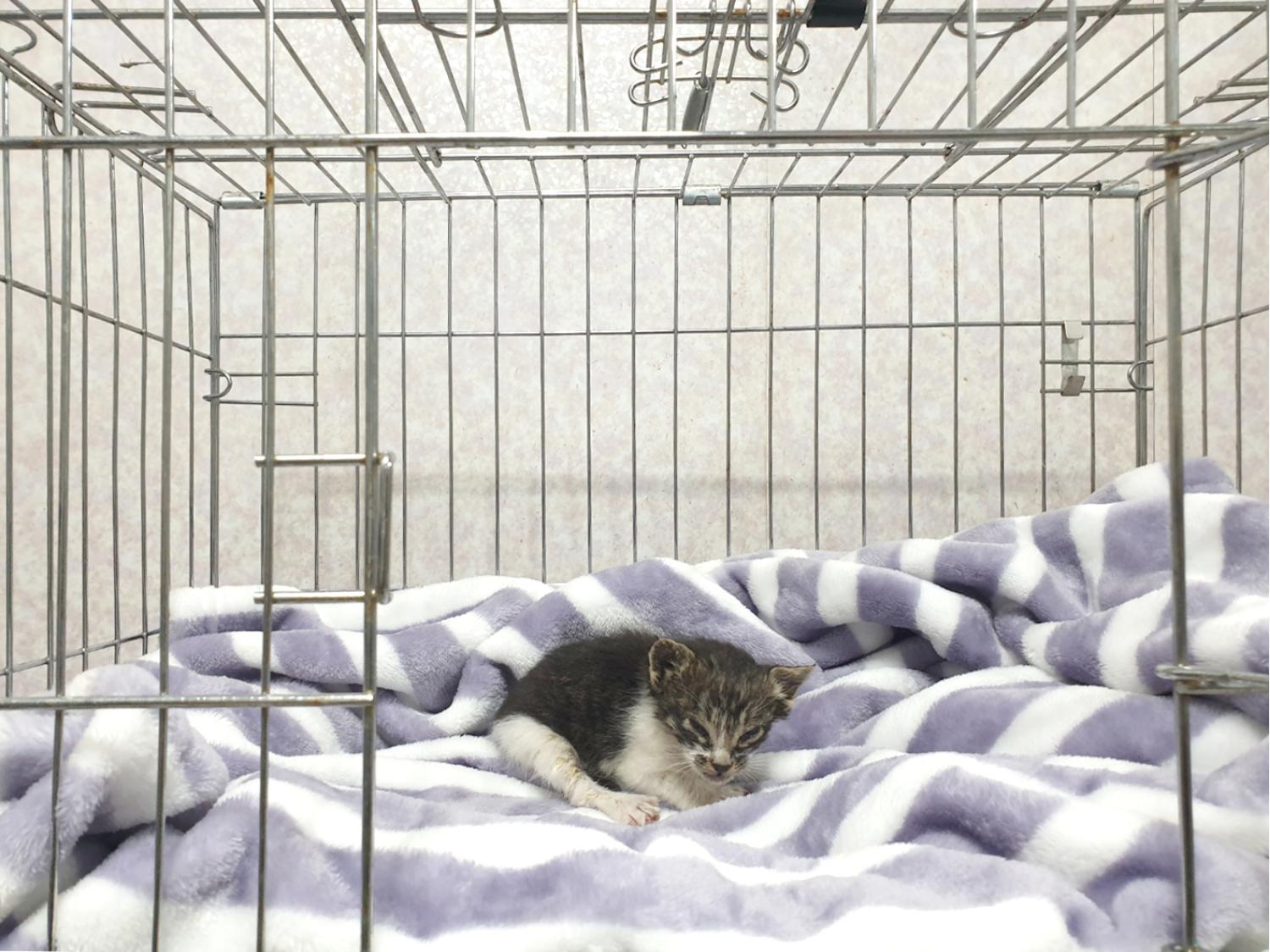 한국 고양이 이미지 파일 입니다.
