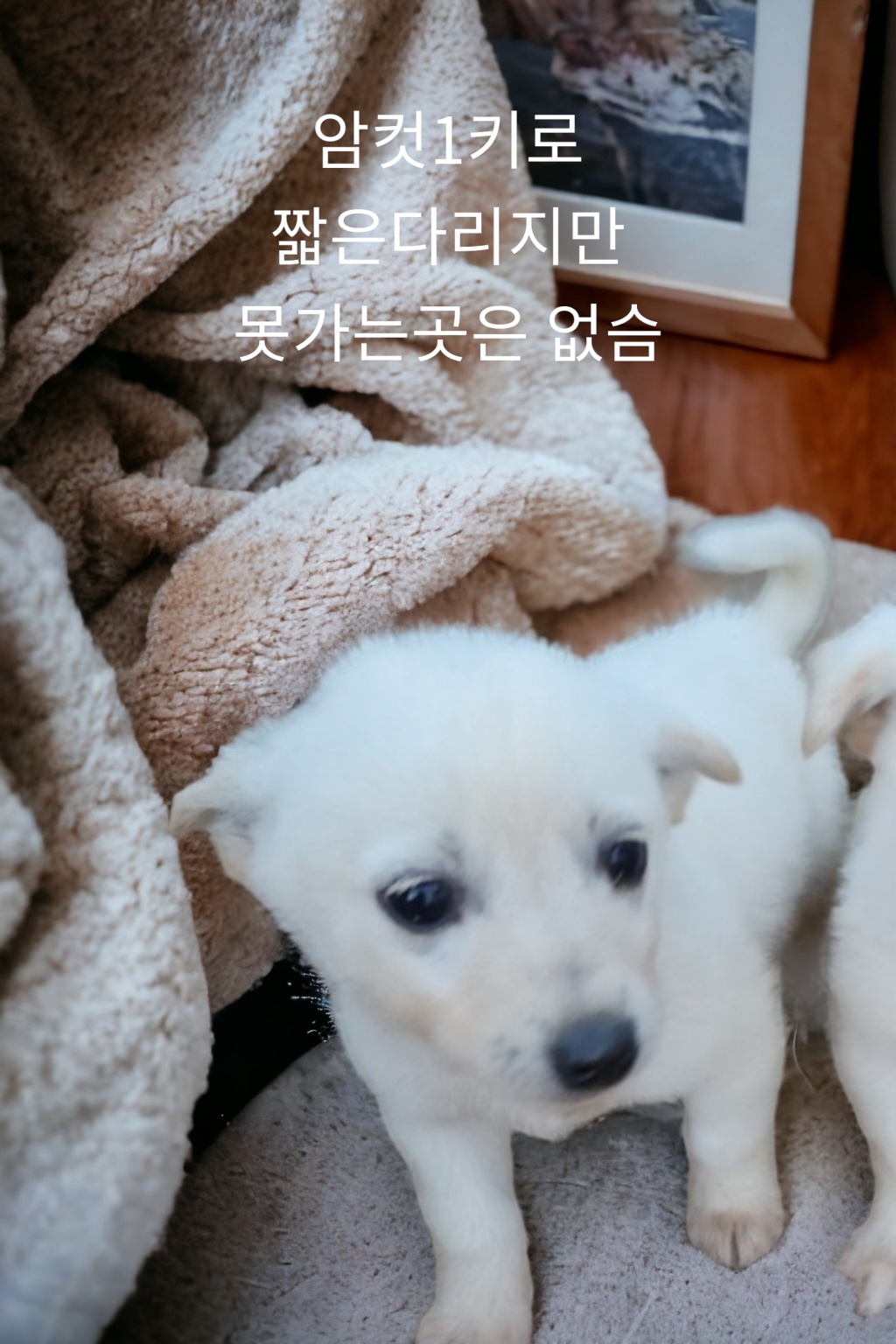 치와와믹스견 이미지 파일 입니다.