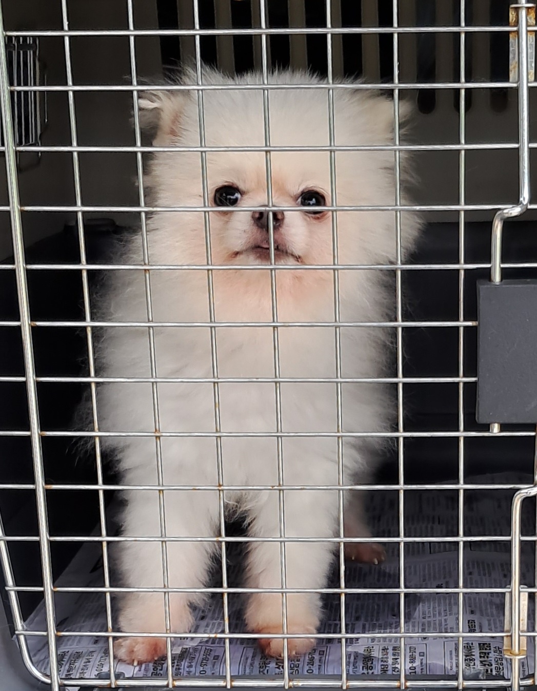 포메라니안 이미지 파일 입니다.