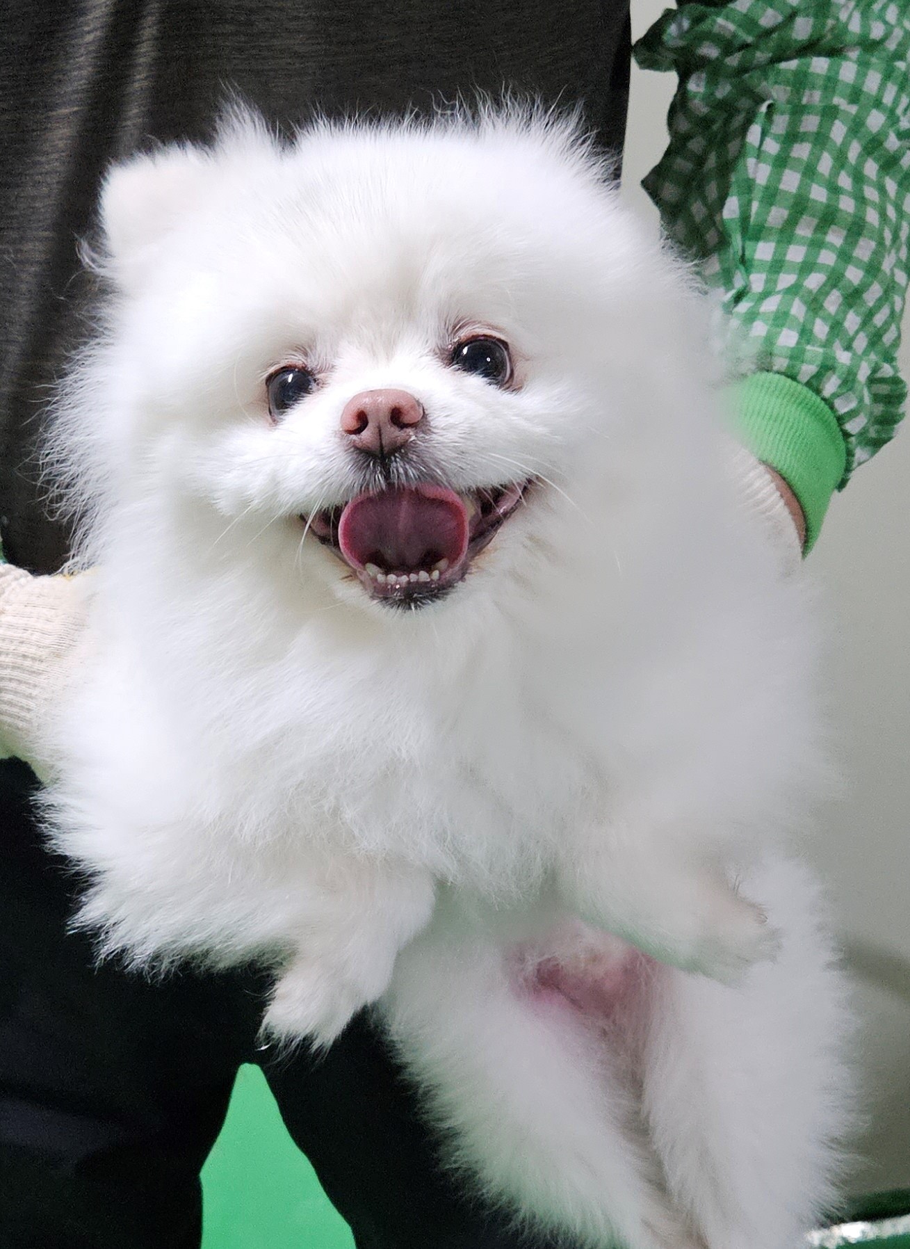 포메라니안 이미지 파일 입니다.