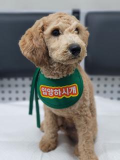 푸들 이미지 파일 입니다.