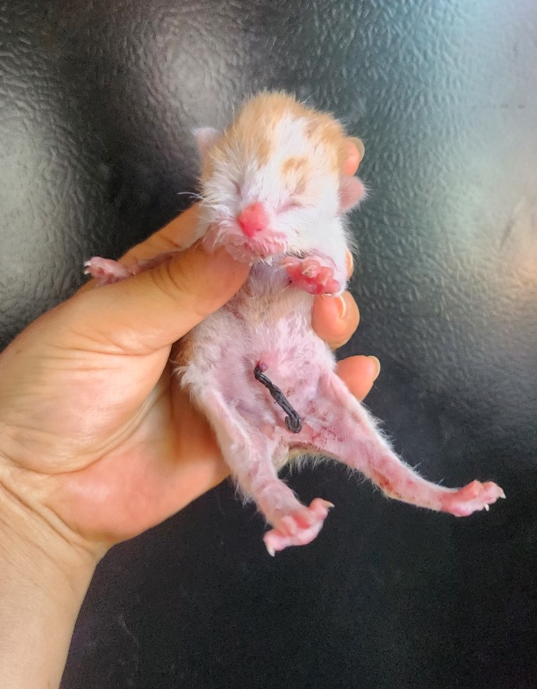 한국 고양이 이미지 파일 입니다.