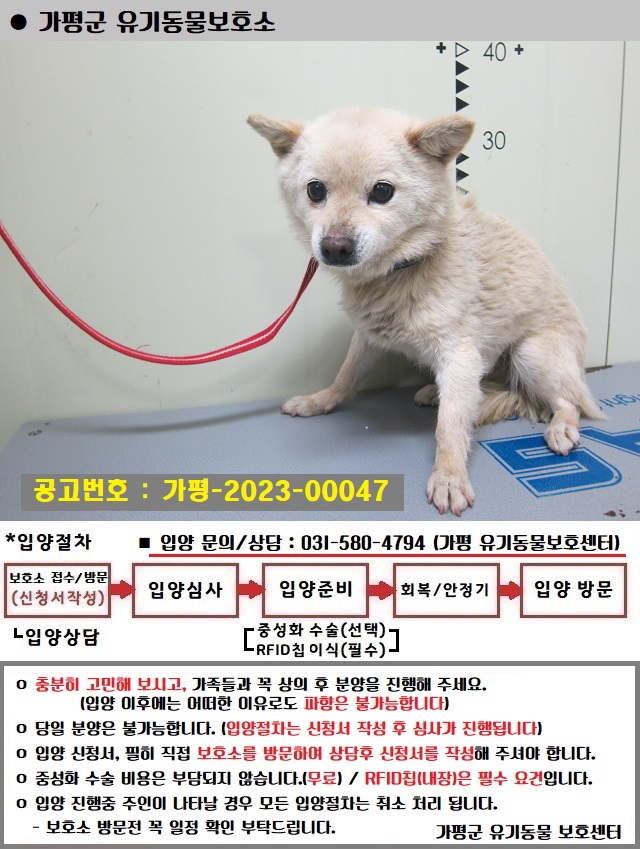 믹스견 이미지 파일 입니다.