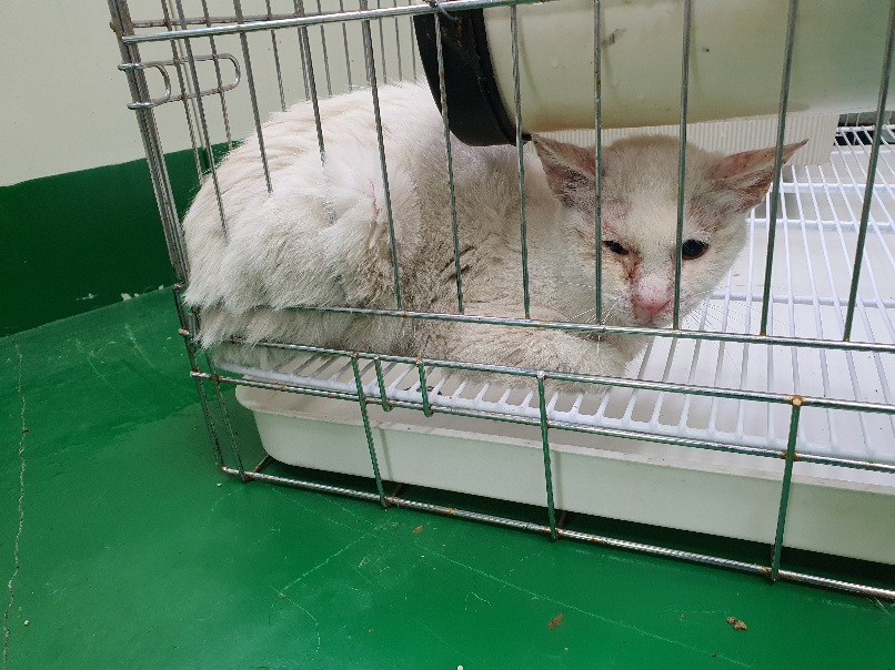 한국 고양이 이미지 파일 입니다.