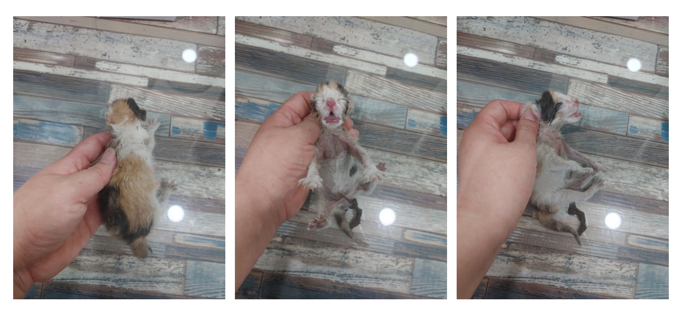 한국 고양이 이미지 파일 입니다.