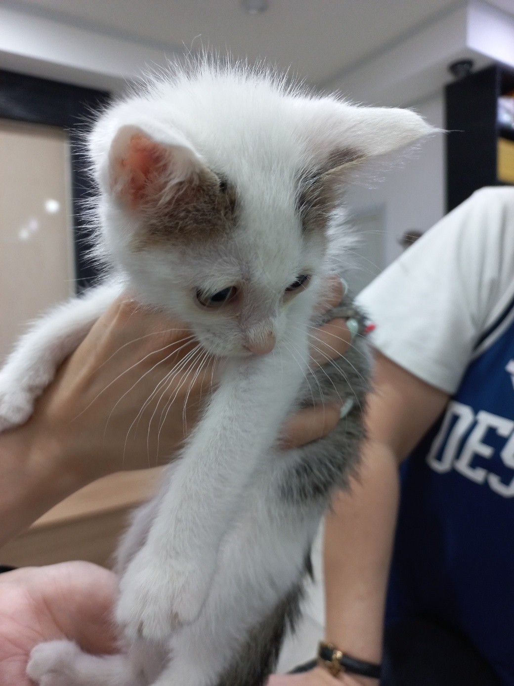 한국 고양이 이미지 파일 입니다.