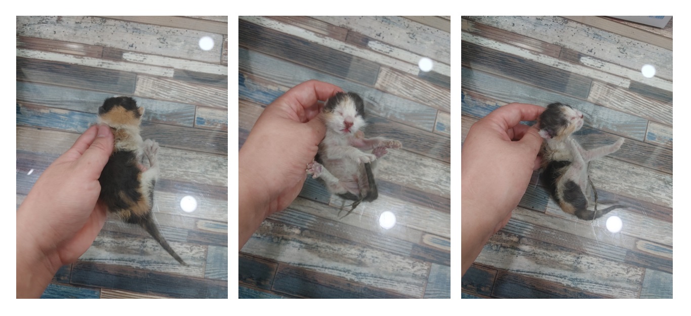 한국 고양이 이미지 파일 입니다.