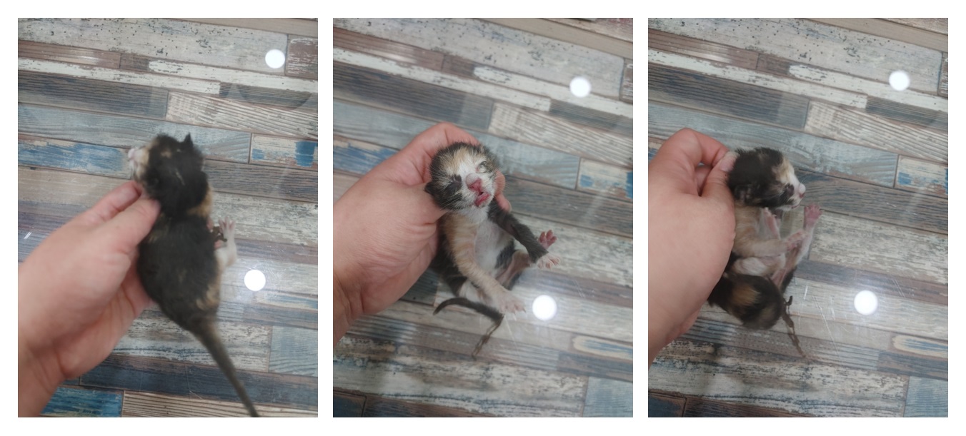 한국 고양이 이미지 파일 입니다.