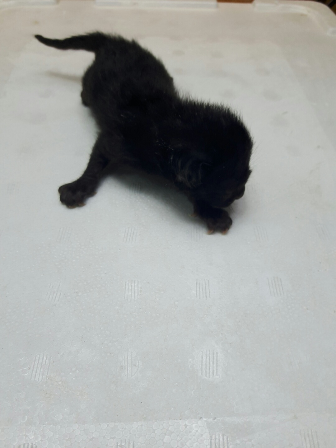 한국 고양이 이미지 파일 입니다.