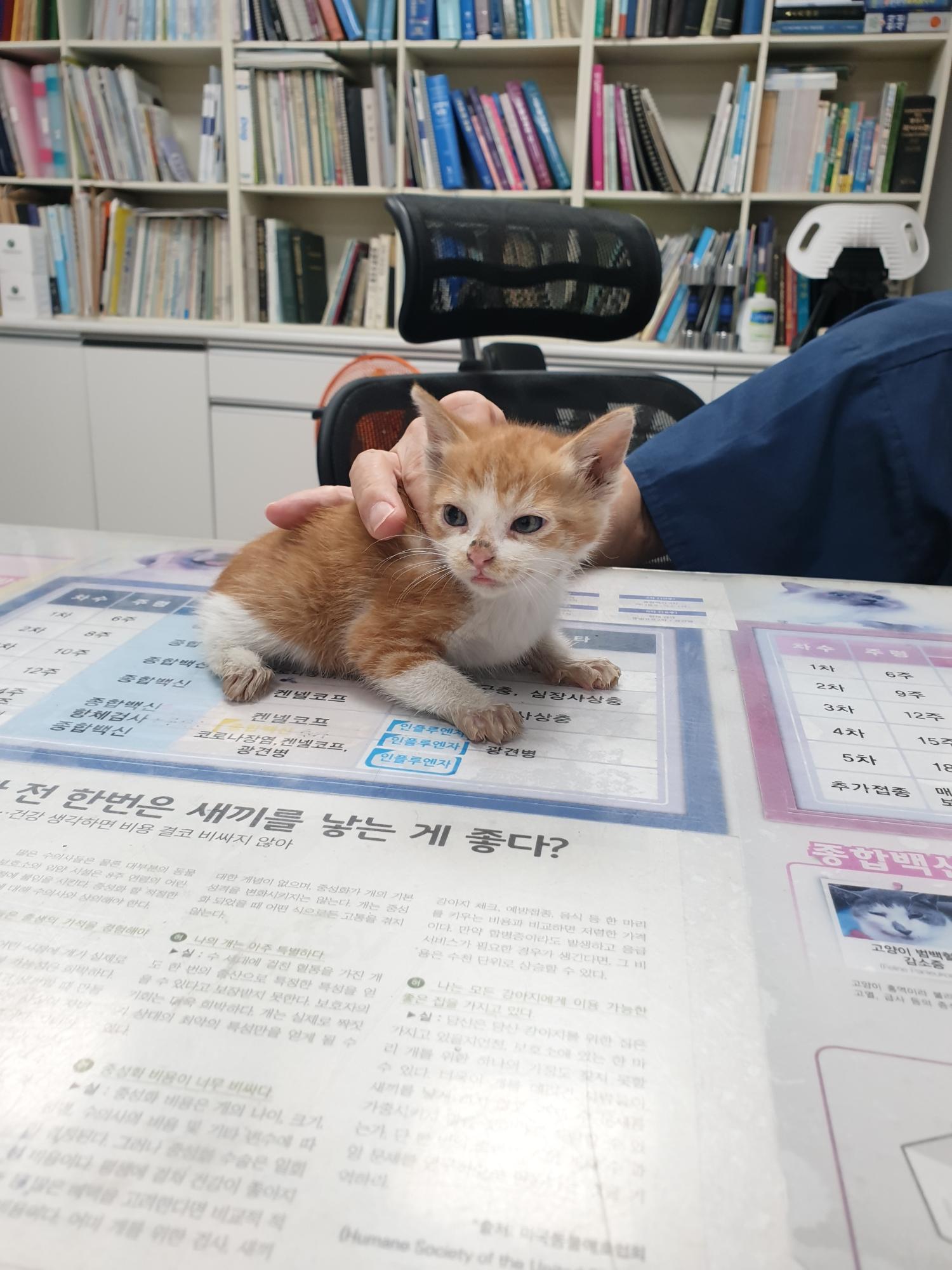 한국 고양이 이미지 파일 입니다.