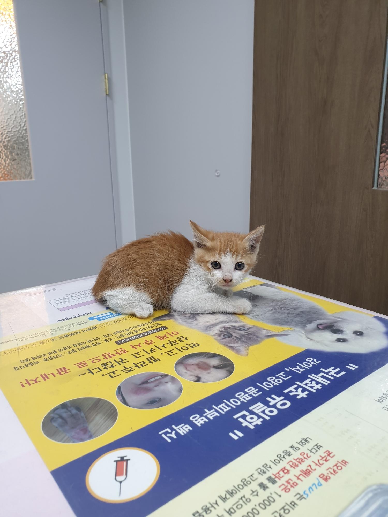 한국 고양이 이미지 파일 입니다.