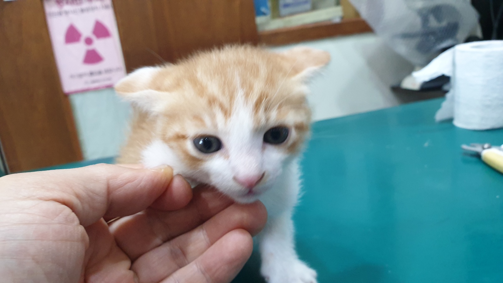 한국 고양이 이미지 파일 입니다.
