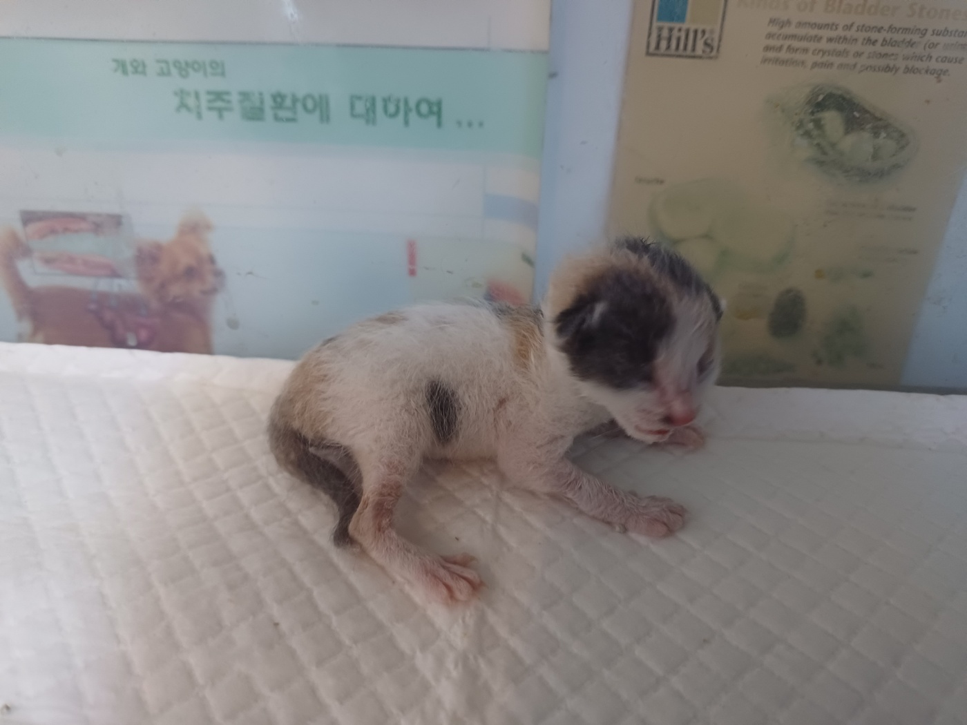 한국 고양이 이미지 파일 입니다.