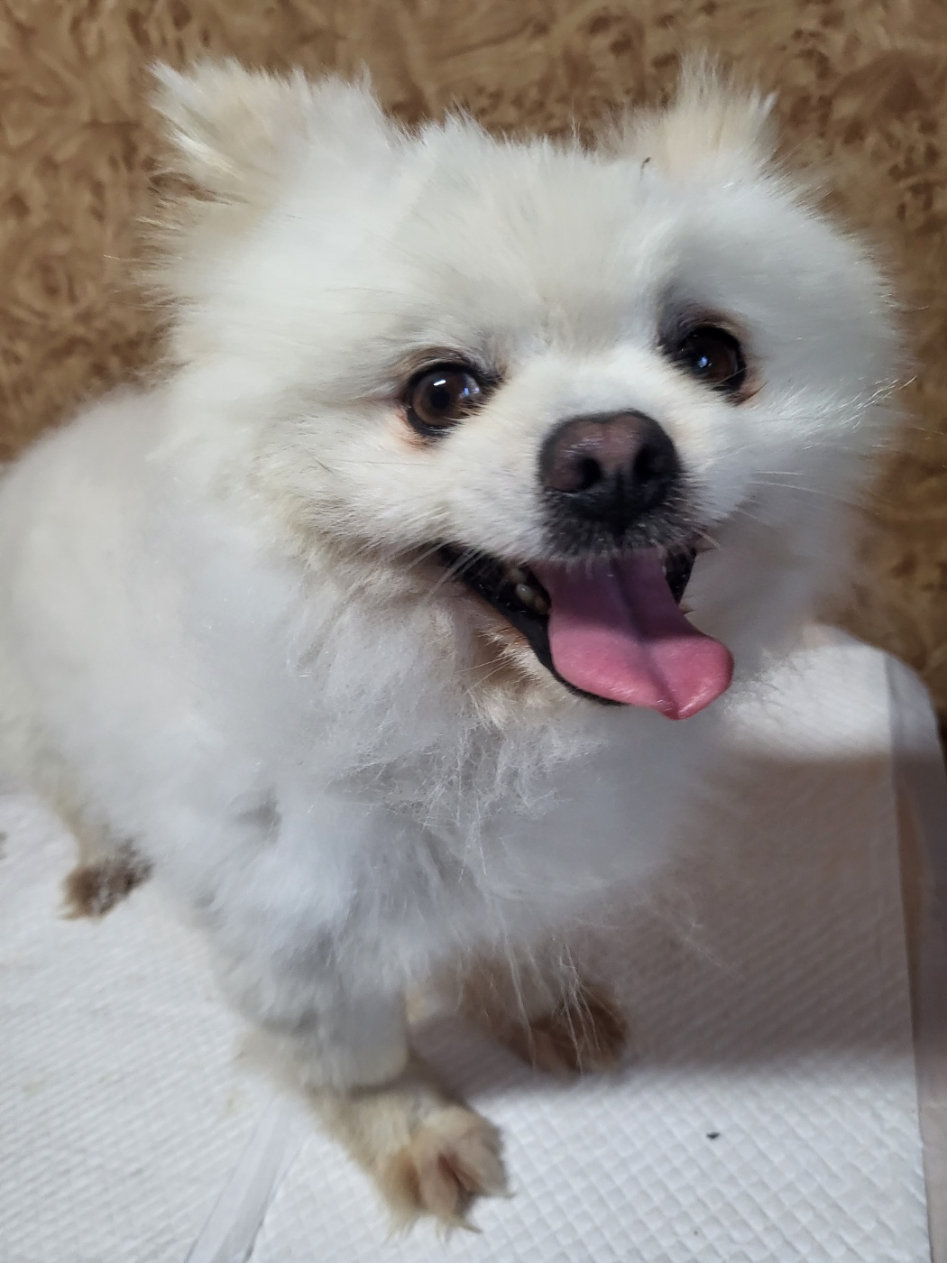 포메라니안 이미지 파일 입니다.