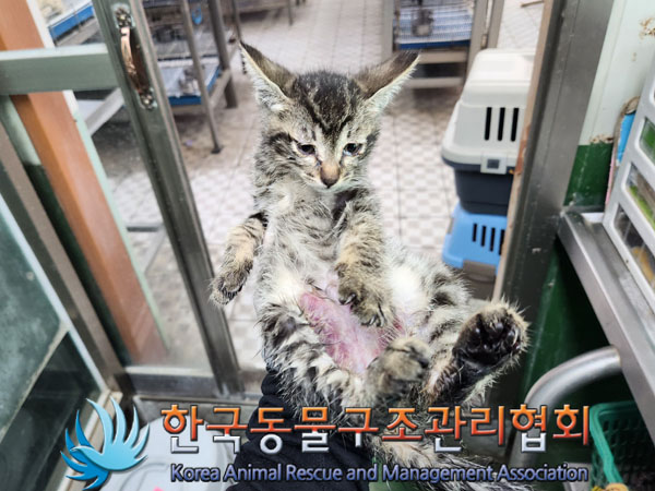 한국 고양이 이미지 파일 입니다.