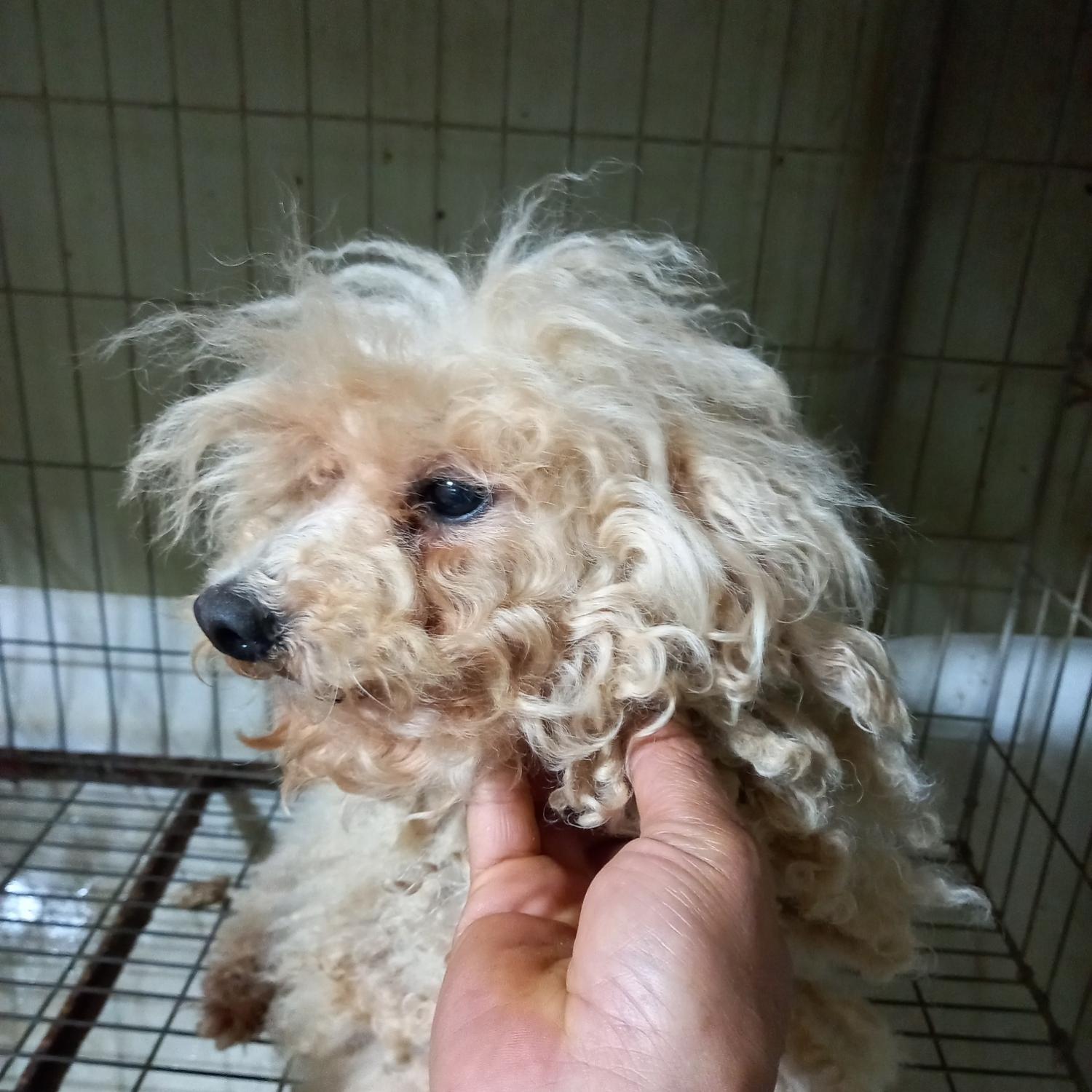 푸들 이미지 파일 입니다.