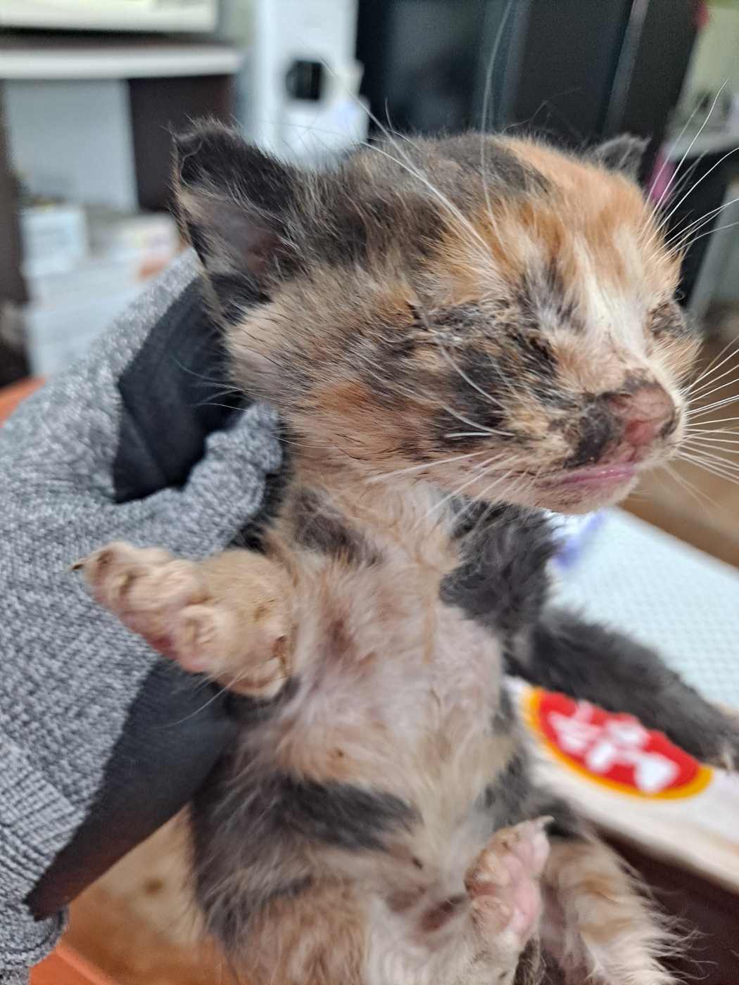 한국 고양이 이미지 파일 입니다.