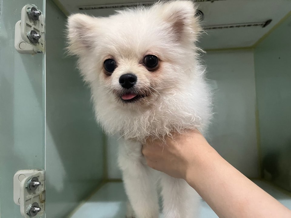 포메라니안 이미지 파일 입니다.