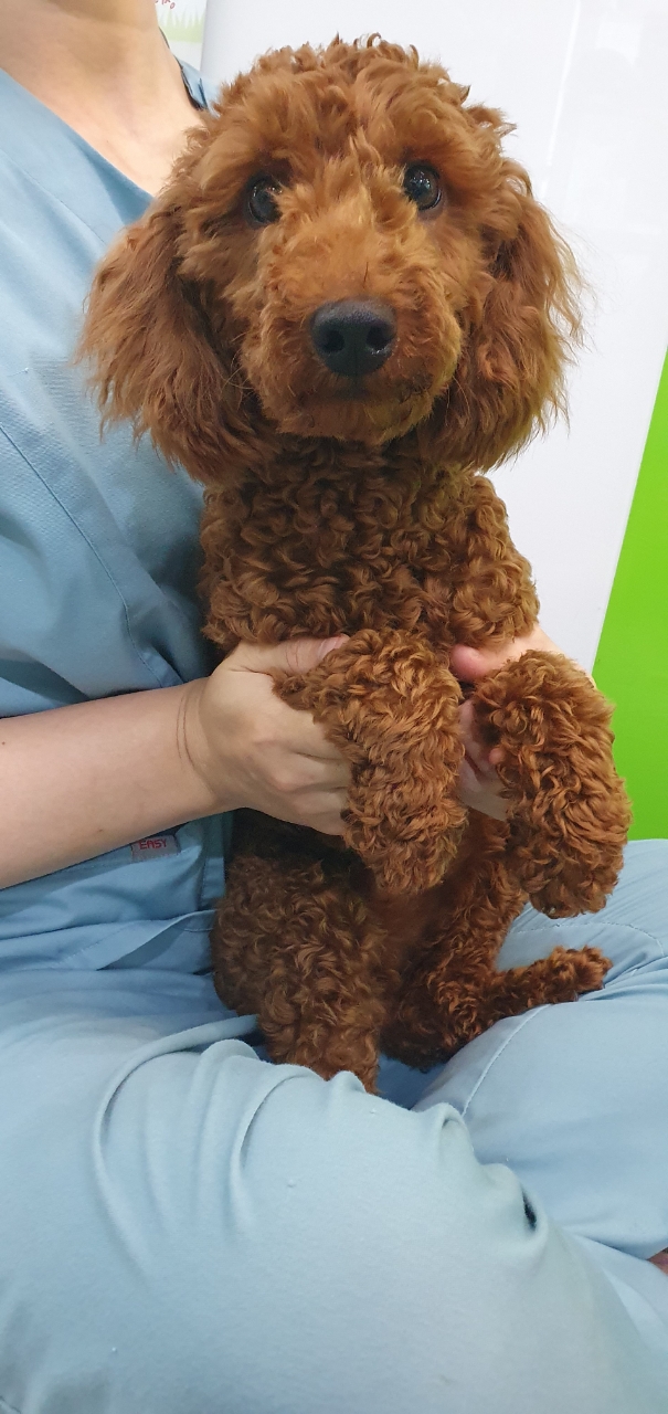 푸들 이미지 파일 입니다.