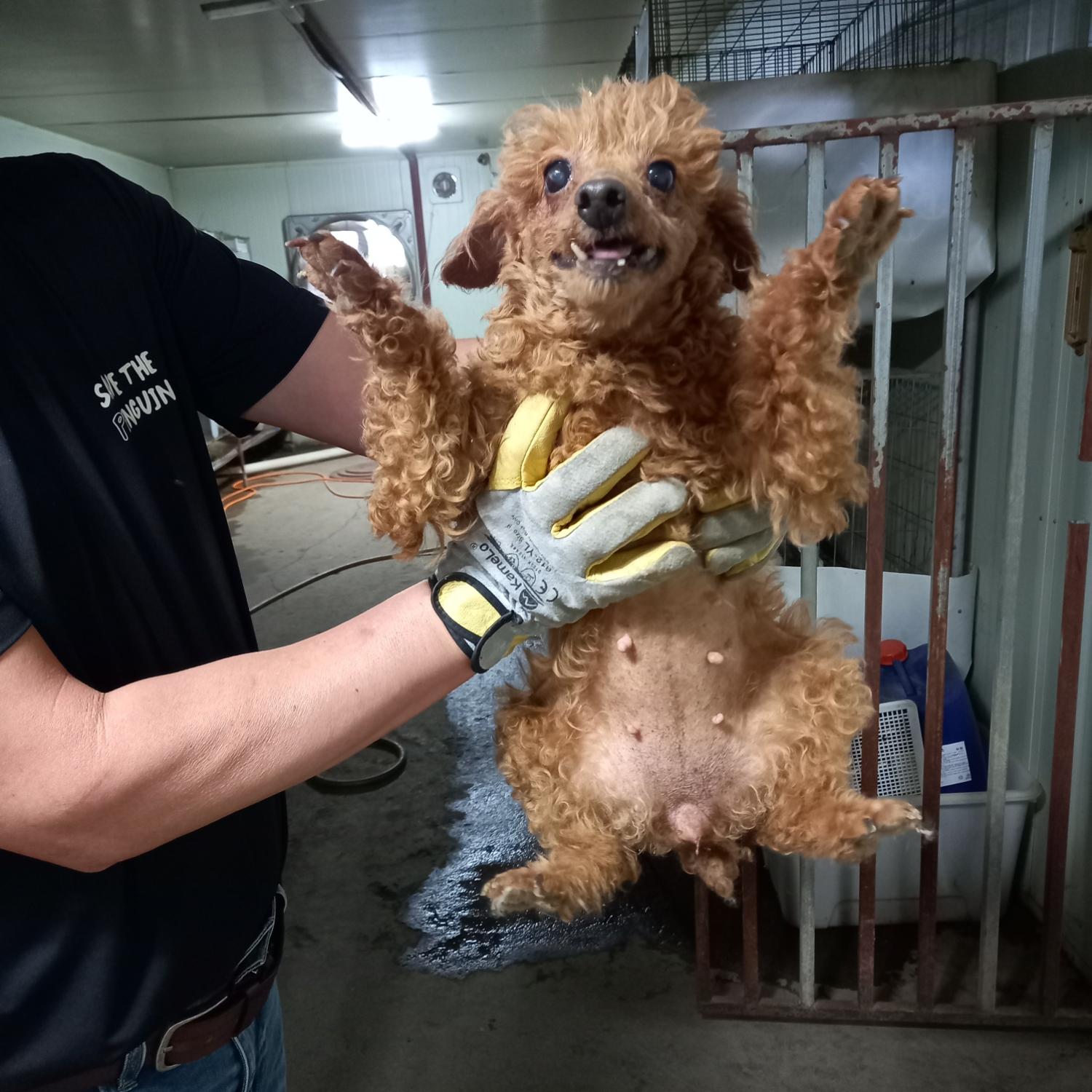 푸들 이미지 파일 입니다.